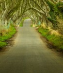 magic trees