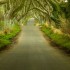 magic trees